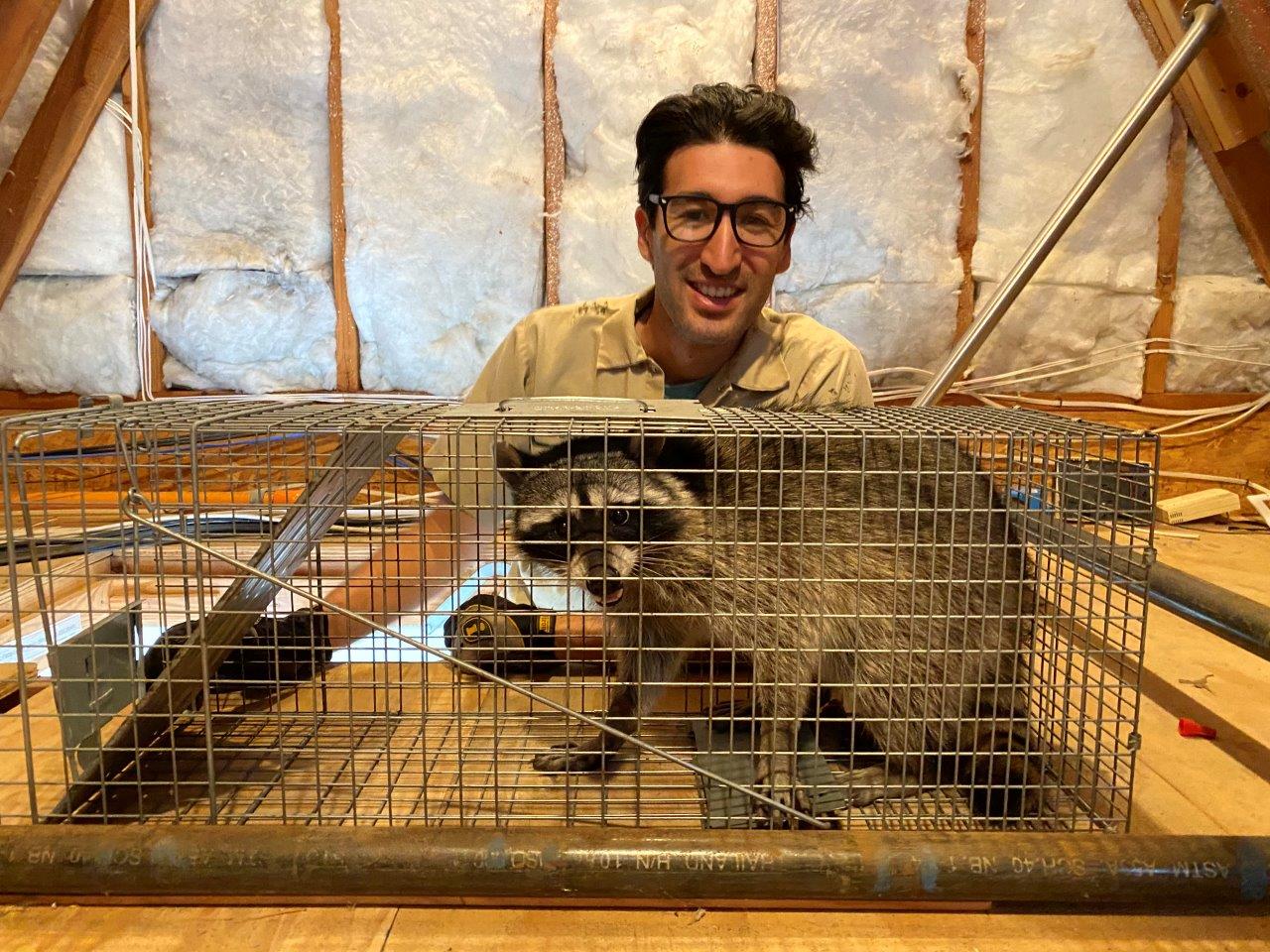 Suffolk County raccoon trapping